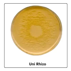 Uni Rhizo